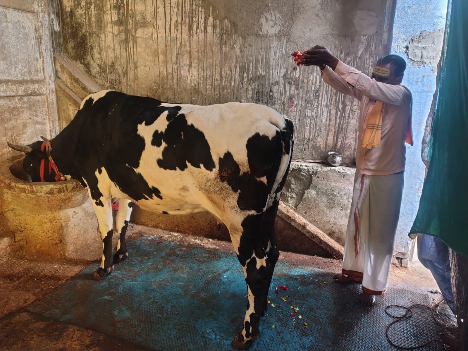 Asthivisarjan Through Post With Pind Daan and Gau Daan (Cow Donation)